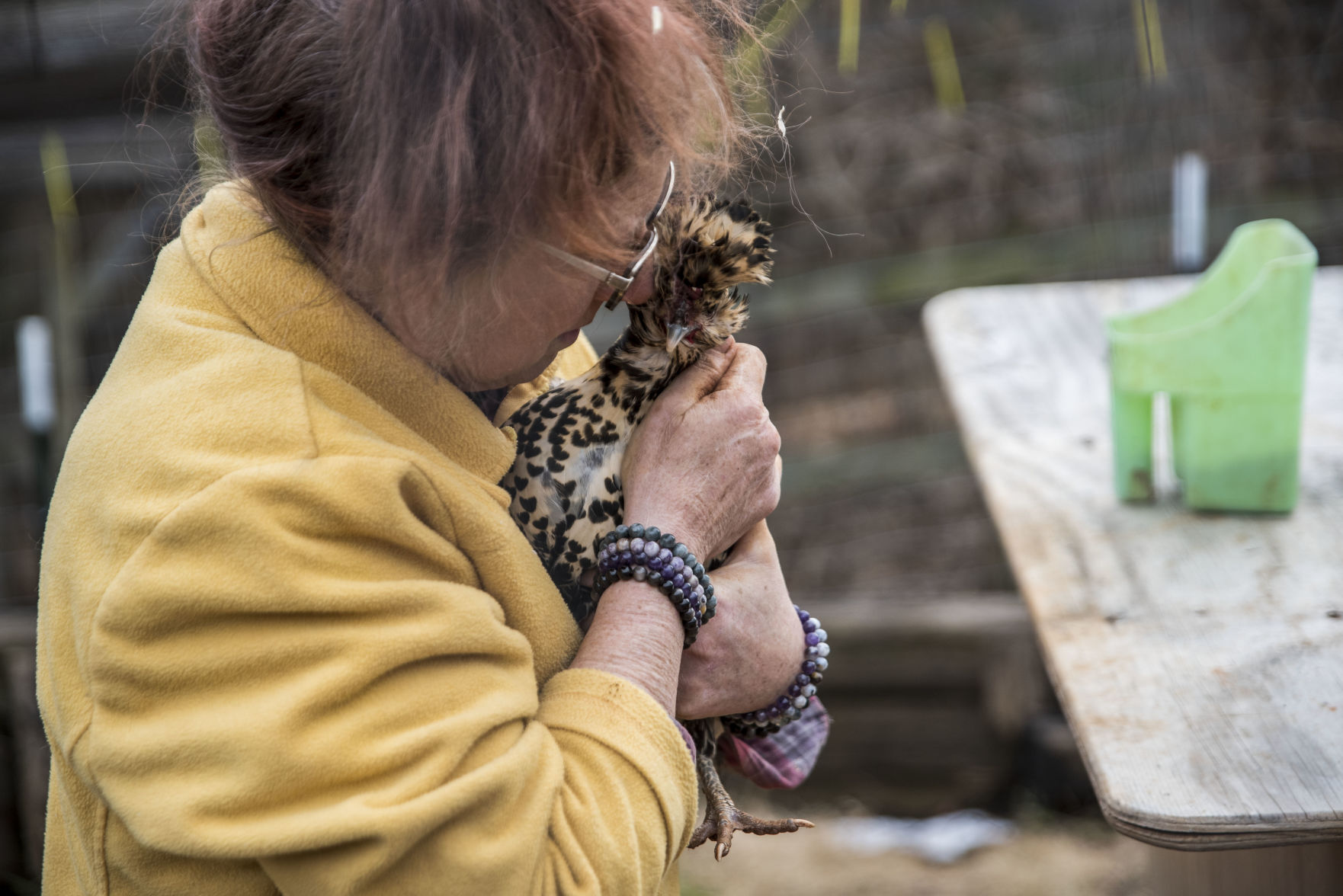 Animal Sanctuary